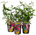 Fjärilsbuske Buddleja Mix